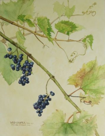 wild grape