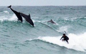 dolphins surf