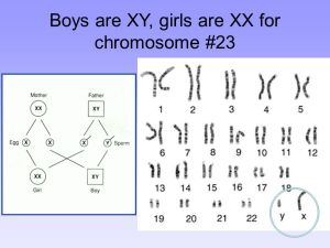 Boys are XY, girls are XX for chromosome #23