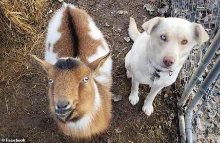 8815080-6617187-can_we_come_too_the_goat_and_white_lab_looked_to_be_on_their_bes-m-39_1548114821029